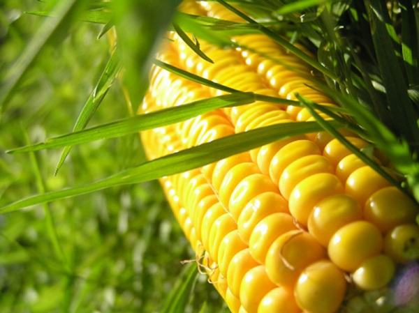 калорийность кукурузы
